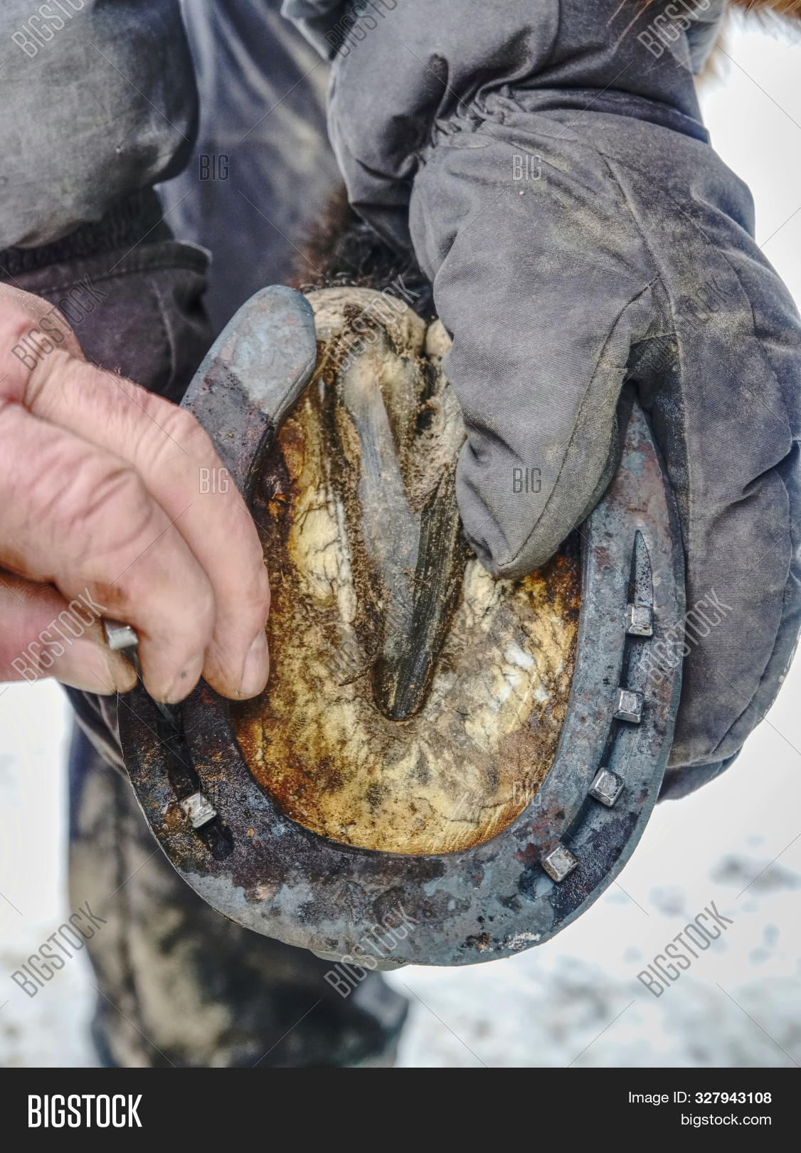 Farrier Use Nail Image & Photo (Free Trial) Bigstock