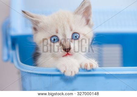 Pets. White Kitten Is Sitting In A Blue Box.