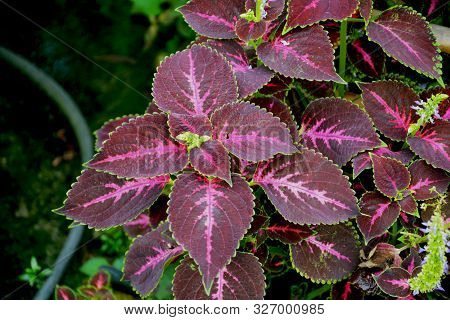 Close Up Of Coleus ( Plectranthus Scutellarioides ) Plant Leaves Growing In Mawlynnong Village Of Sh
