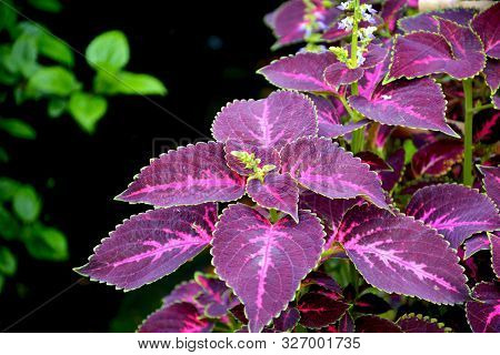Close Up Of Coleus ( Plectranthus Scutellarioides ) Plant Leaves Growing In Mawlynnong Village Of Sh