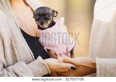 Loving Couple Cuddles In Warm Bright Sweaters Holding Dwarf Dog In Their Hands. Childfree Concept