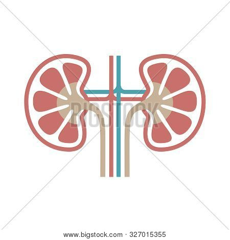 Kidneys Human Organ Icon. Sign Human Kidneys. Kidneys Symbol Isolated On White Background. Vector Il