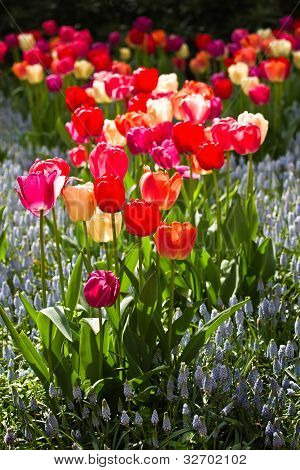 Tulipani e giacinti uva comune Lightblue