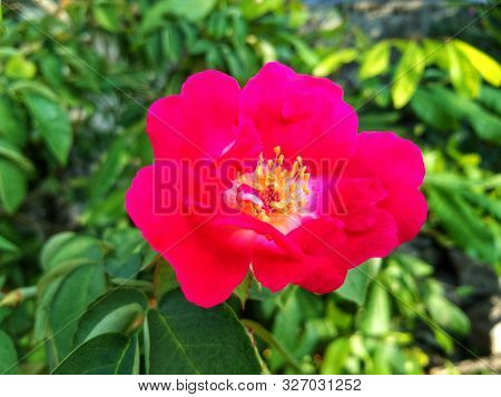 Wild Rose Or Rosa Acicularis On Red