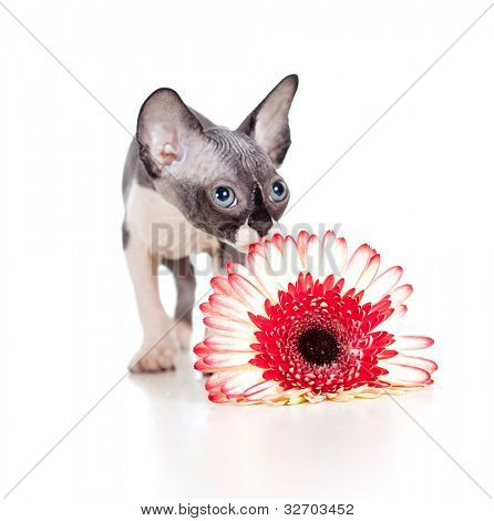 Canadian sphynx killing med African daisy blomst