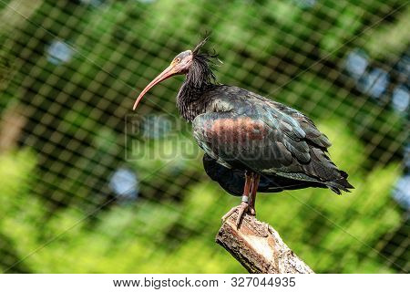 Northern Bald Ibis, Geronticus Eremita In The Zoo