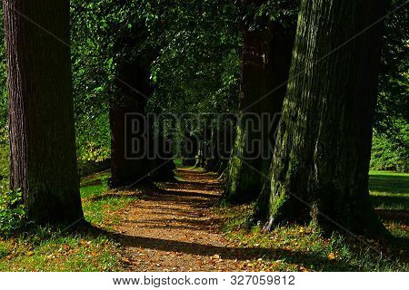 A Picturesque Park Alley With Large Trees And Autumn Leaves On The Ground.