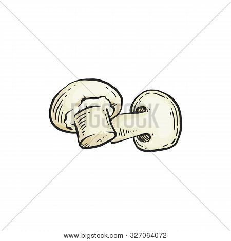 White Cremini Champignon Mushroom Drawing In Sketch Style