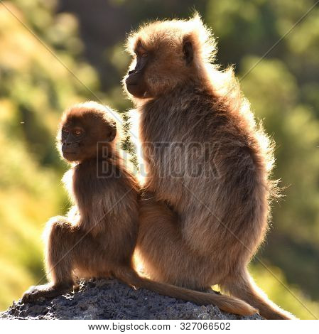 Two Young Gelada (bleeding Heart) Baboons Sitting On A Rock In The Simien Mountains National Park, E