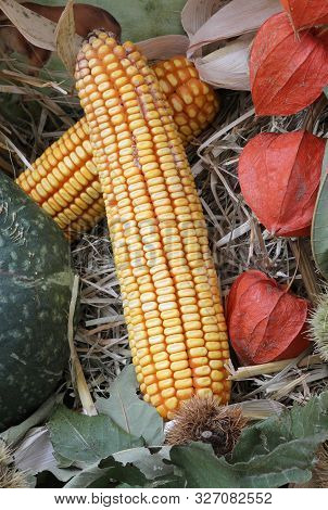 Yellow Concob With Many Seeds And Berries Called Alkekengi In Autumn