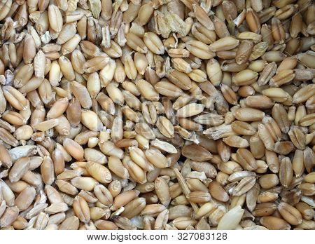 Background Many Varieties Of Seed Of Ancient Grains And Pseudocereals