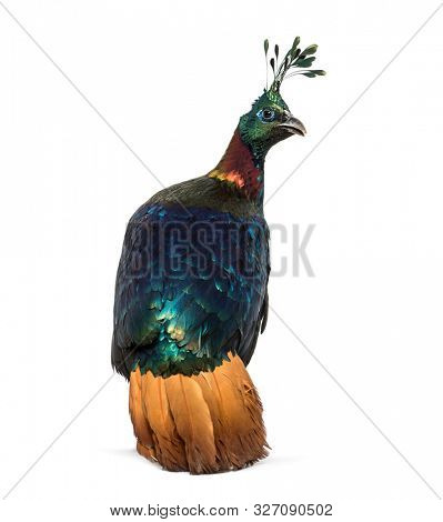 Himalayan monal, Lophophorus impejanus, also known as the Impeyan monal and Impeyan pheasant standing against white background