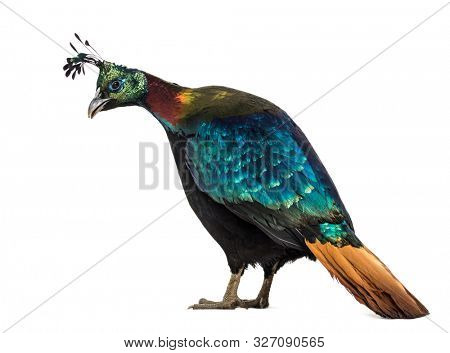 Himalayan monal, Lophophorus impejanus, also known as the Impeyan monal and Impeyan pheasant standing against white background
