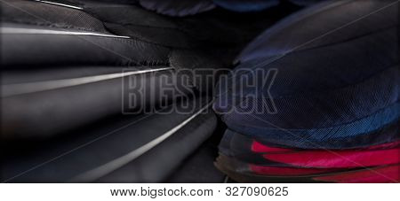 Close up of White-crested turacos, Tauraco leucolophus, wing
