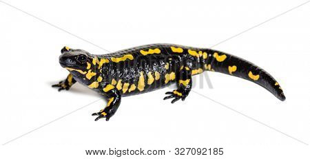 Fire salamander, Salamandra salamandra, in front of white background