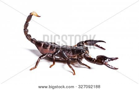 Scorpion, Pandinus dictator, in front of white background