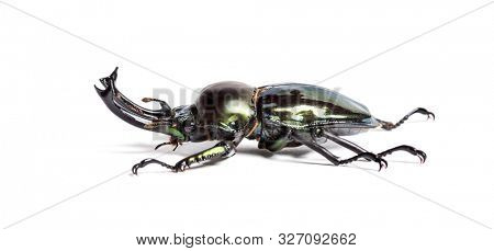 Rainbow stag beetle, Phalacrognathus muelleri, in front of white background