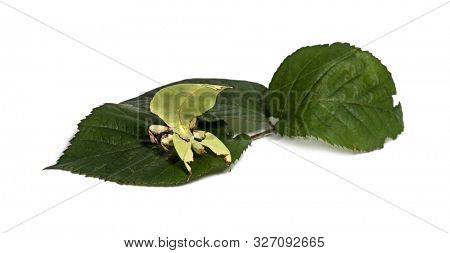 Leaf insect, Phyllium giganteum, on leaf  in front of white background