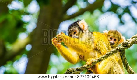 Common Squirrel Monkey With A Infant On Its Back In Closeup, Tropical Animal Specie From The Amazon 