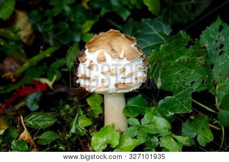 Shaggy Parasol In The Garden In The Garden