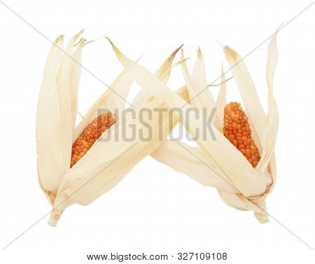 Two Cobs Of Ornamental Indian Corn With Red Niblets And Dried Husks, On A White Background