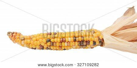 Decorative Sweetcorn With Yellow, Red And Black Niblets. Papery Dried Husks Drawn Back, On A White B
