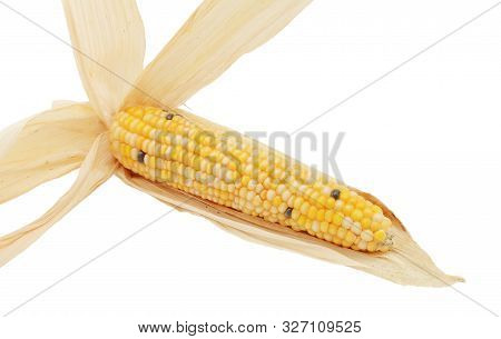 Long Ornamental Sweetcorn Cob With Yellow, White And Black Niblets, Surrounded By Pale Dried Husks