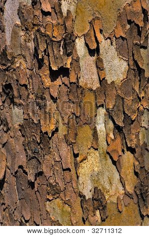 Sycamore Bark
