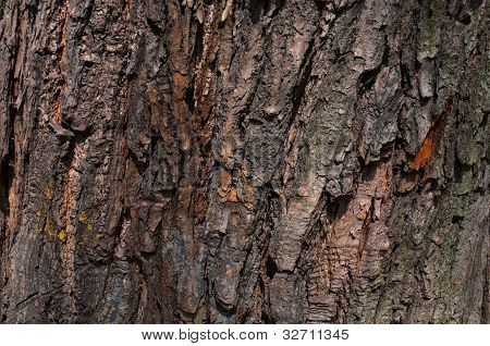 Baggrund - Bark