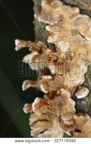 Bleeding Broadleaf Crust - Stereum Rugosum 
Fungus Growing On Twig
