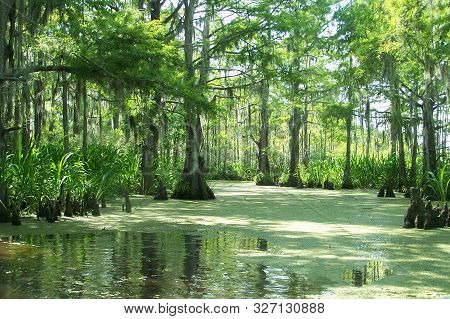 Louisiana Swamp With Lemna On A Sunny Day