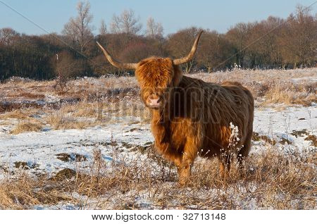 schottischer Highlander mit HÃ¶rnern in Wintermantel