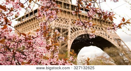 Spring In Paris. Bloomy Cherry Tree And The Eiffel Tower