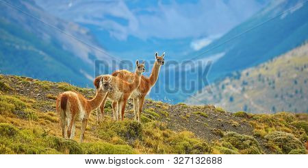 Three Guanacoes In Torres Del Paine National Park, Patagonia, Chile