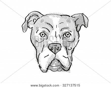 Retro Cartoon Style Drawing Of Head Of A Bullboxer Pit Also Sometimes Called The Pixoter Or American