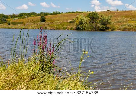 Purple Loosestrife (lythrum Salicaria) Flowers On A Lakeshore