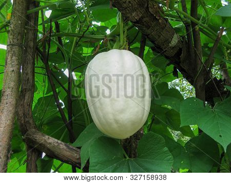 Butternut Pumpkin Or Butternut Squash Or Gramma Winter Squash On Branch In Local Garden At Summer Da