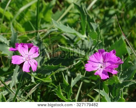 Blossom Of Cheddar Pink Dianthus Gratianopolitanus Spotted On A Meadow On A Sunny Day