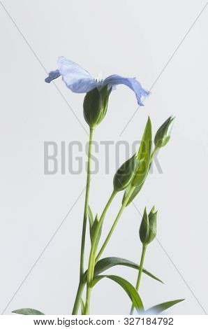 Flax (linum Usitatissimum) Flowers Over Light Background, Close Up Shot, Local Focus