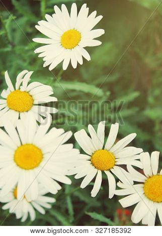 Camomiles On The Field, Floral Summer Background.