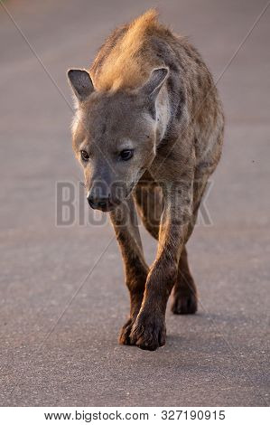 Lone Hyena Portrait Walking Along A Road Looking For Prey