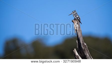 Single Pied Kingfisher Sitting On A Dead Tree Stump Against Blue Sky