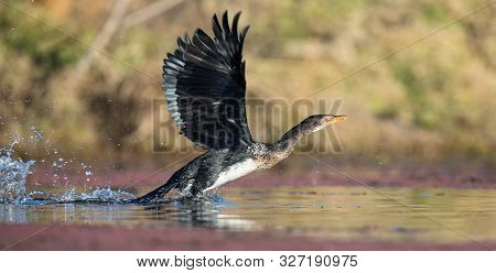 Single Reed Cormorant Landing On A Pond After Long Flight To Catch Fish