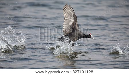 Single Red Knobbed Coot Running On Water Of A Pond With A Splash