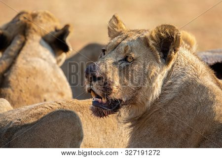 Angry And Hungry Lioness Feed On The Carcass Of Dead Rhino