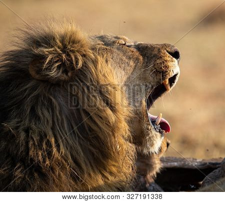 Lion Male With A Huge Mane And Long Teeth Yawn With After Eating