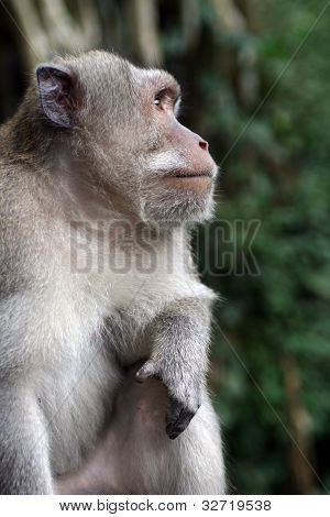 Macaca