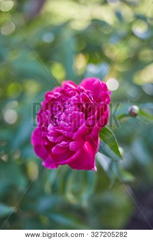 Abstract Background Of Natural Flowers, A Red Peony Flower Close-up In Nature
