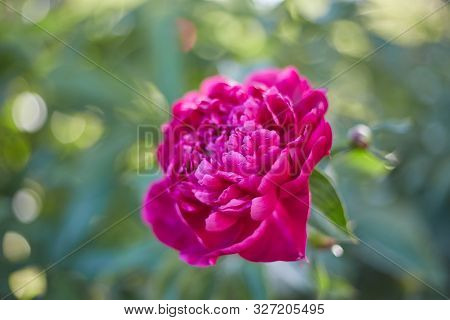 Abstract Background Of Natural Flowers, A Red Peony Flower Close-up In Nature