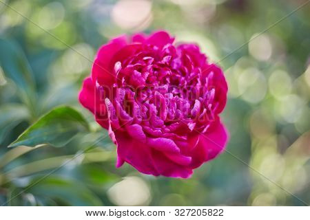 Abstract Background Of Natural Flowers, A Red Peony Flower Close-up In Nature